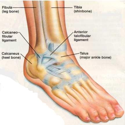 Spring Ligament Ankle