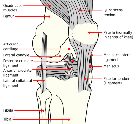 Knee- Diagram