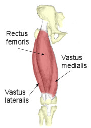 Quadriceps Femoris Muscle